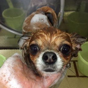 シャンプーチワワ