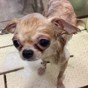 シャンプーチワワ