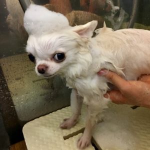 シャンプーチワワ
