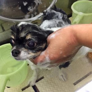 シャンプーチワワ