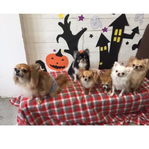 仕上がりチワワ