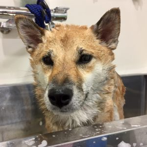 シャンプーしば