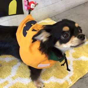 仕上がりチワワ