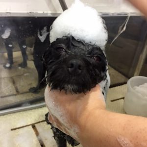 シャンプーミックス