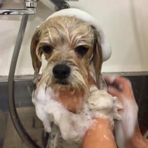 シャンプーシーズー