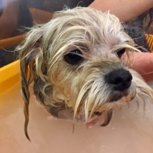 お風呂シーズー