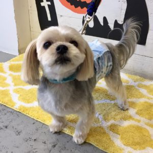 仕上がりシーズー