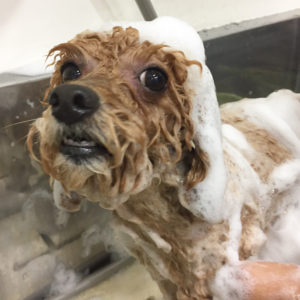 シャンプートイプー