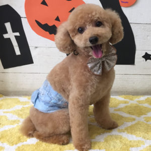 仕上がりトイプー