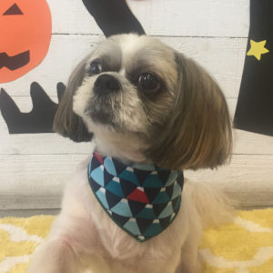 仕上がりシーズー