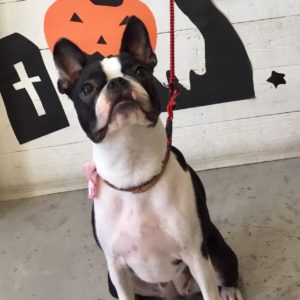 仕上がりボストン