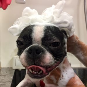 シャンプーボストン