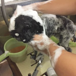 シャンプートイプー