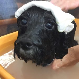 お風呂トイプー