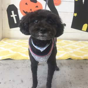 仕上がりトイプー