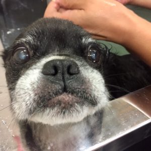 お風呂ミックス