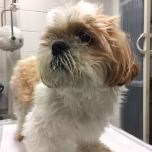 よろしくシーズー