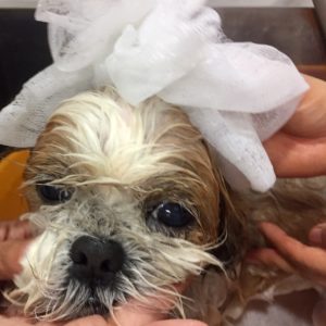 シャンプーシーズー