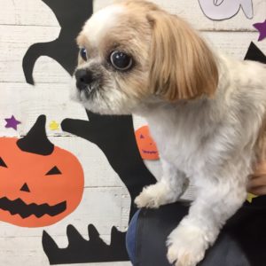 仕上がりシーズー