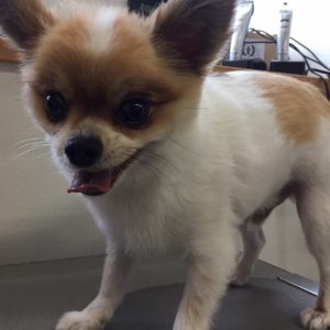 よろしくミックス