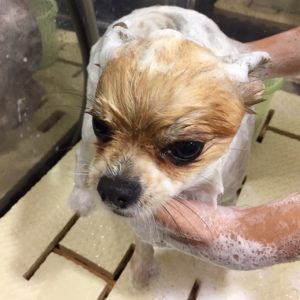 シャンプーミックス