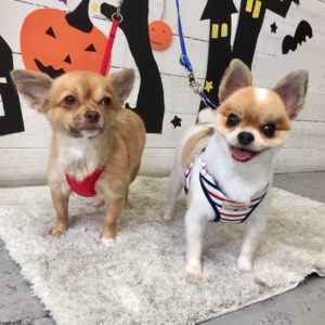 仕上がりミックス&チワワ