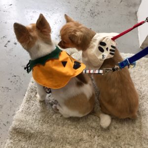 ハロウィンケープ