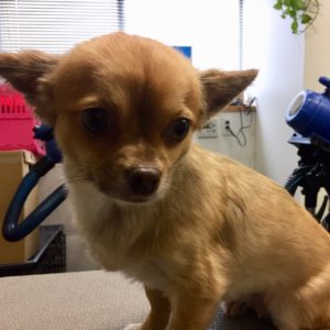 よろしくチワワ