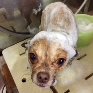 シャンプーチワワ