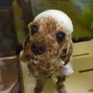 シャンプートイプー