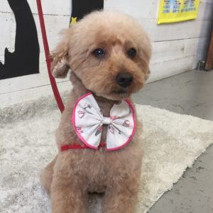 仕上がりトイプー