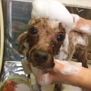 シャンプートイプー