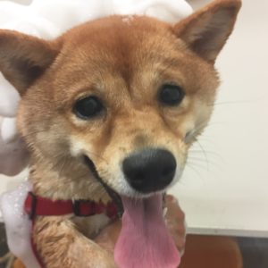 シャンプーしば