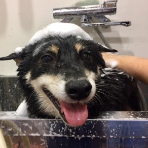 シャンプーしば