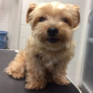 よろしくヨーキー