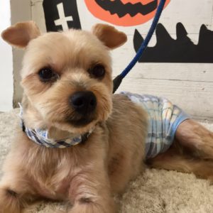 仕上がりヨーキー