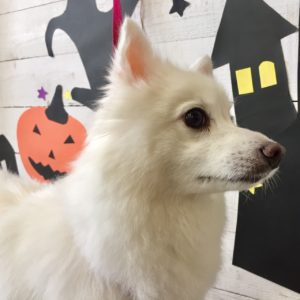 仕上がりスピッツ