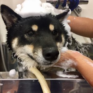 シャンプーしば