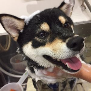 シャンプーしば