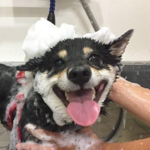 シャンプー小豆柴