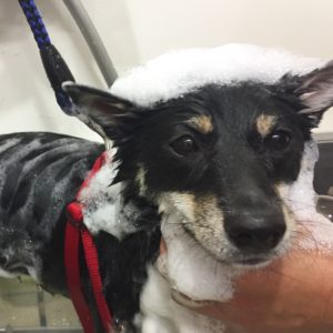 シャンプー豆柴