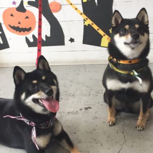 仕上がり豆柴's