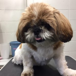 よろしくシーズー