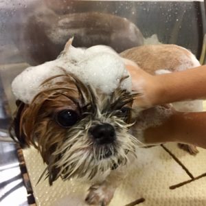 シャンプーシーズー