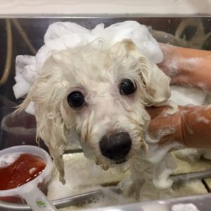 シャンプービション