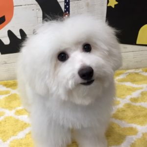 仕上がりビション