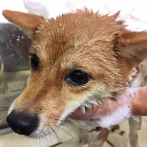 シャンプーしば