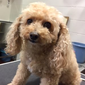 よろしくトイプー