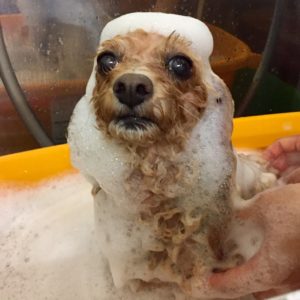 シャンプートイプー