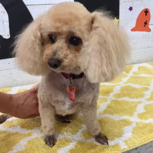 仕上がりトイプー